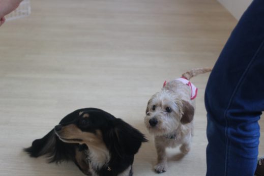 犬の保育園　ばうびー　三鷹店　