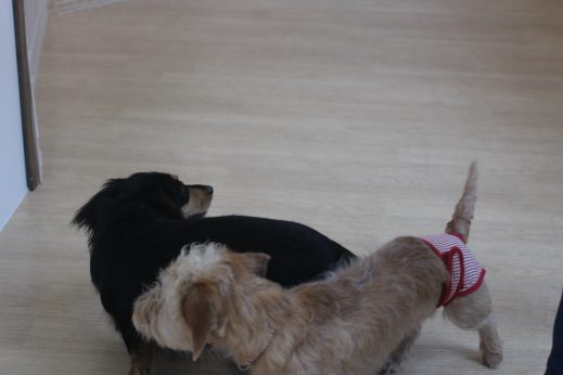 犬の保育園　ばうびー　三鷹店　ダックスフンド　トリック