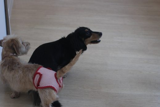 犬の保育園　ばうびー　三鷹店　ダックスフンド　トリック