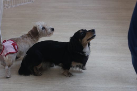 犬の保育園　ばうびー　三鷹店　ダックスフンド　トリック