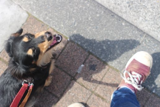 犬　保育園　ばうびー　しつけ　子犬　三鷹　ダックスフンド