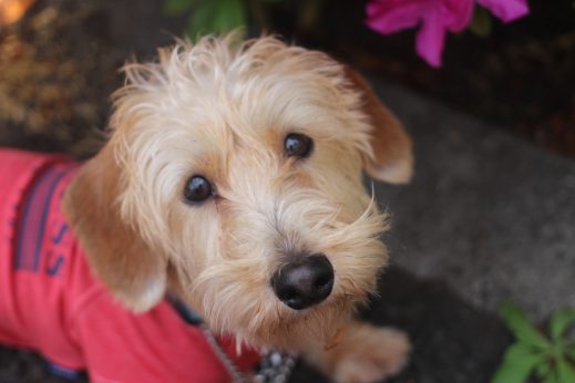 犬　保育園　ばうびー　三鷹　ワイヤーヘアードダックスフンド　お散歩練習