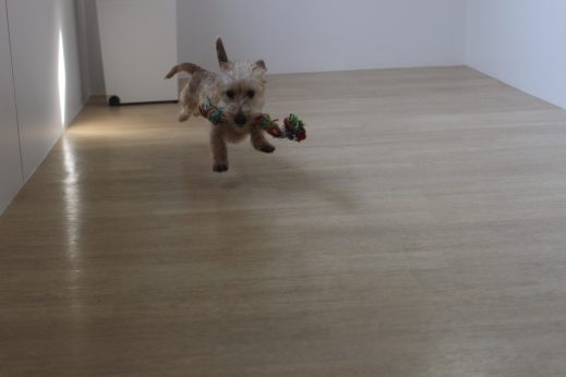 犬の保育園　ばうびー　三鷹店　ワイヤーヘアードダックスフンド　おもちゃ遊び