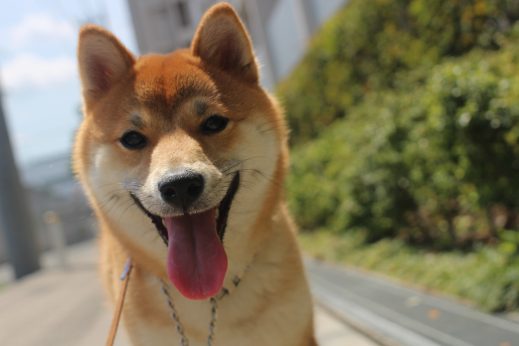 柴犬,笑顔