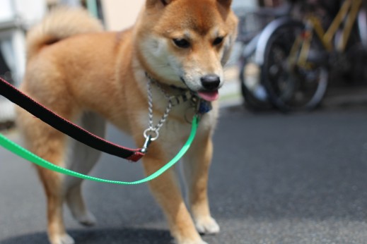 豆柴　お散歩練習　リード　首輪