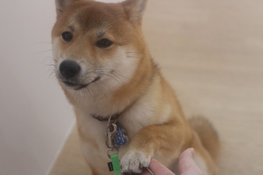 豆柴　お手の練習