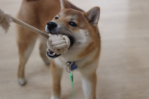 豆柴　おもちゃ遊び