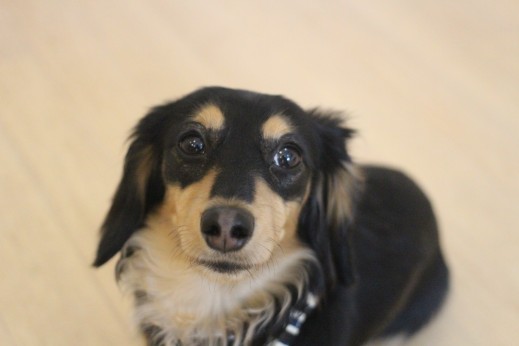 犬の保育園　ミニチュアダックスフンド　オスワリ　マテの練習