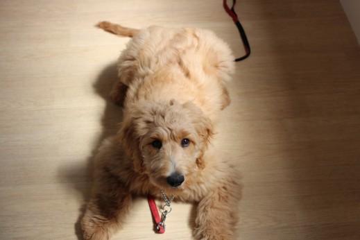 ゴールデンドゥードル　フセの練習　大型犬