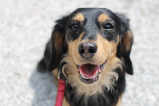 ミニチュアダックスフンド　お散歩練習　外　リードの引っ張り　小型犬