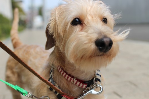 ワイヤーヘアードミニチュアダックスフンド　お散歩練習　リードの引っ張り　小型犬