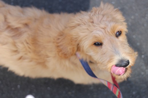ゴールデンドゥードル　お散歩練習　アイコンタクト　大型犬