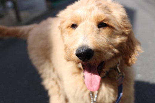 ゴールデンドゥードル　お散歩練習　リードの引っ張り　吠え　大型犬