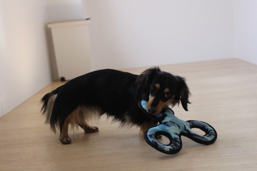 ミニチュアダックスフンド　おもちゃ遊び　小型犬　噛む　甘噛み