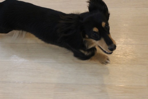 ミニチュアダックスフンド　犬の保育園　ばうびー　しつけ　トレーニング　