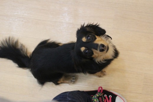 犬の保育園　ばうびー　しつけ　トレーニング　ミニチュアダックスフンド　小型犬　訓練　オスワリ　アイコンタクト　