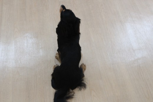 ミニチュアダックスフンド　マテの練習　小型犬　犬の保育園　ばうびー　しつけ　トレーニング　三鷹駅　吉祥寺駅
