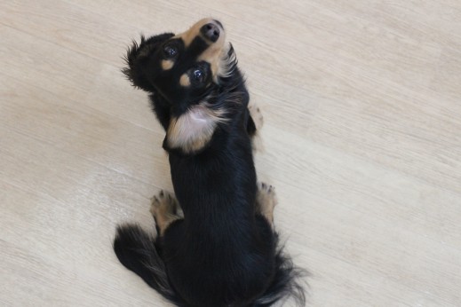 ミニチュアダックスフンド　小型犬　マテの練習