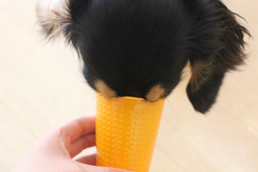 ミニチュアダックスフンド　ごはん　フード　食べる　ハナ