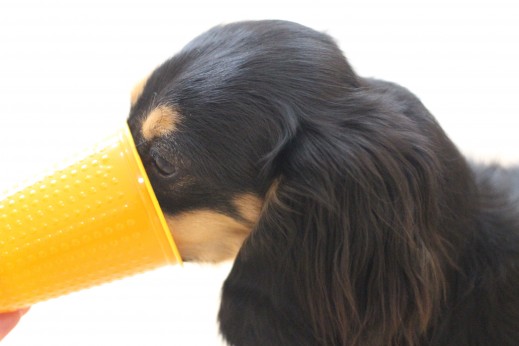 ミニチュアダックスフンド　室内トレーニング　犬の保育園　ばうびー