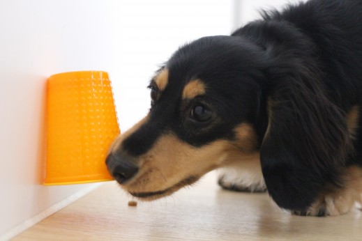 ミニチュアダックスフンド　フード　コップ　犬の保育園　しつけ　トレーニング