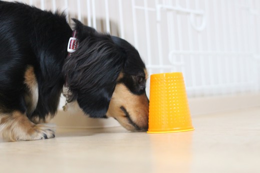 ミニチュアダックスフンド　ハナ　紙コップ　犬の保育園　ばうびー　しつけ　トレーニング