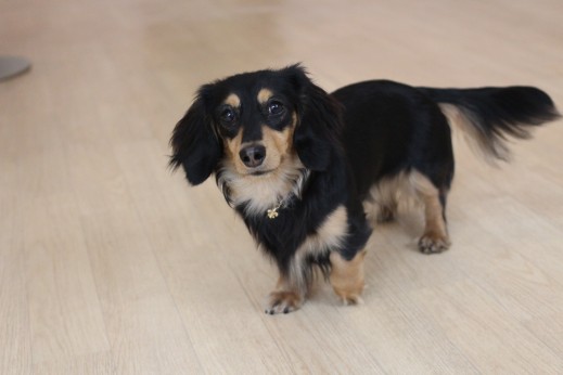犬の保育園　ばうびー　しつけ　トレーニング　ミニチュアダックスフンド