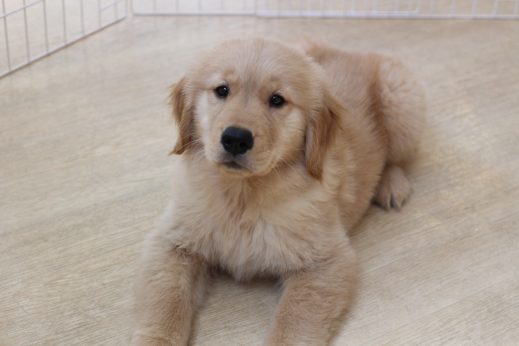 ゴールデンレトリーバー　フセの練習　パピー　2か月　犬の保育園