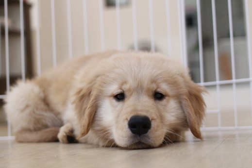 ゴールデンレトリーバー　犬の保育園　バウビー　しつけ　トレーニング　まったり　