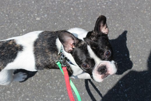 フレンチブルドッグ　犬の保育園　バウビー　お散歩練習　外　環境慣れ　隣を歩く練習