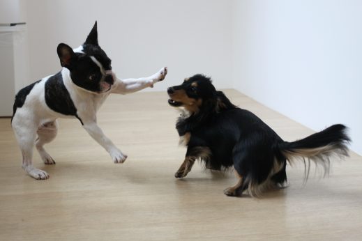 ミニチュアダックスフンド　フレンチブルドッグ　犬同士の遊び　じゃれ合い　手が出る　噛み　走る　逃げる