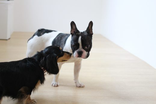 犬の保育園　ばうびー　ミニチュアダックスフンド　フレンチブルドッグ　犬同士の絡み　犬の挨拶