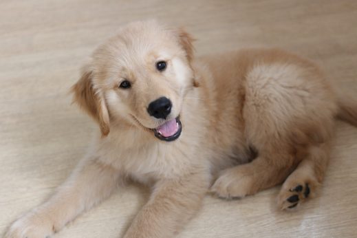ゴールデンレトリーバー　パピー　2か月の男の子　犬の保育園　バウビー　しつけ　トレーニング　大型犬