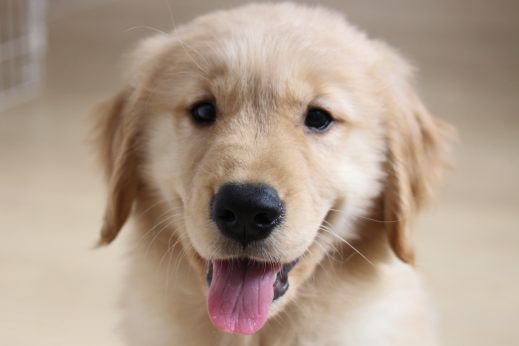 ゴールデンレトリーバー　パピー　大型犬　２カ月　犬の保育園　ばうびー　しつけ　トレーニング