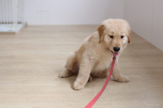 ゴールデンレトリーバー　大型犬のパピー　２カ月　首輪　リード慣らし