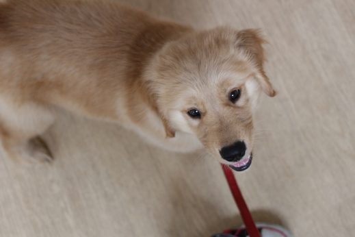 ゴールデンレトリーバー　大型犬の２か月のパピー　一緒に歩く　隣を歩く　アイコンタクトの取り方