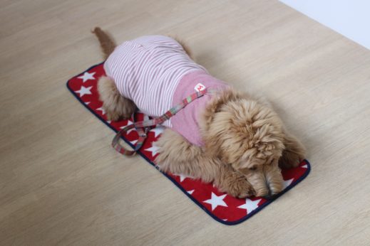 ゴールデンドゥードル　マットの上に伏せる　大型犬　可愛い洋服　リード