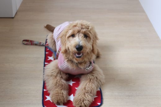 ゴールデンドゥードル　大型犬　長毛犬　マットの上に伏せる　