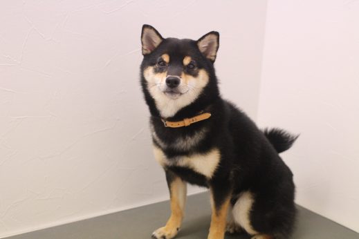 柴犬　トリミング台　爪切り　高いところ慣らし　オスワリ