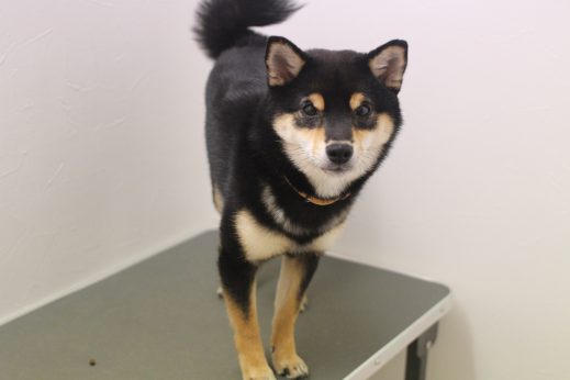 柴犬　トリミング台に乗る練習　スタンド