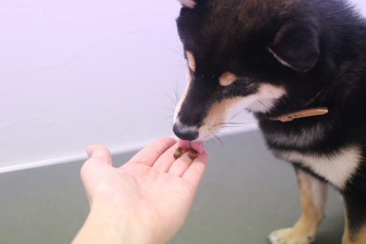 柴犬　トリミング台慣らし　フードを食べる