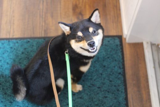 柴犬　お散歩練習　マテの練習　アイコンタクト