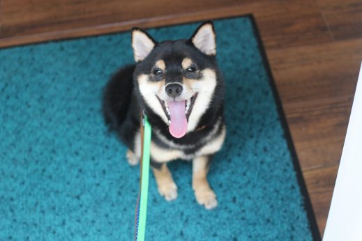 柴犬　お散歩練習　マテの練習　おすわり　犬の保育園　
