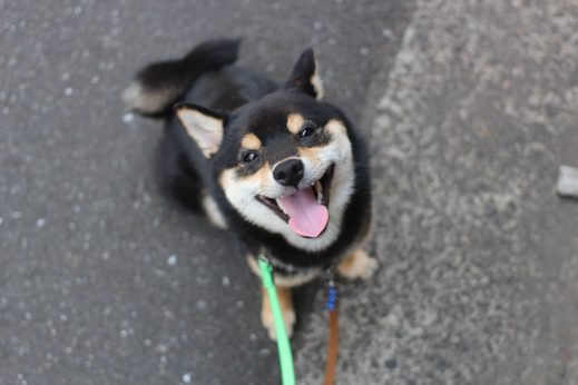 柴犬　お散歩練習　外の環境慣れ　アイコンタクト　お座り