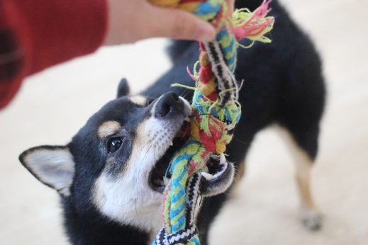 柴犬　おもちゃ遊び　噛む　引っ張りっこ