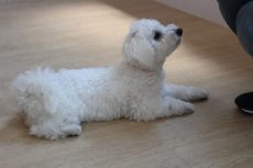 ビションフリーゼ4