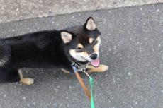 柴犬　お散歩練習　ヒールウォーク　アイコンタクト　人の隣を一緒に歩く練習　首輪の付け方　リード