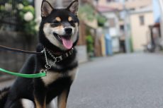 柴犬9