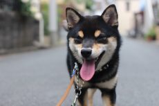 柴犬　お散歩練習　環境慣れ　ヒールウォークのやり方　
