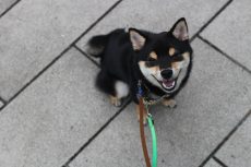 柴犬　お散歩練習　外慣れ　お座り　アイコンタクト　首輪　リードの付け方